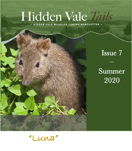 Hidden Vale Tales Issue 7 cover