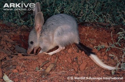 Image of Greater bilby