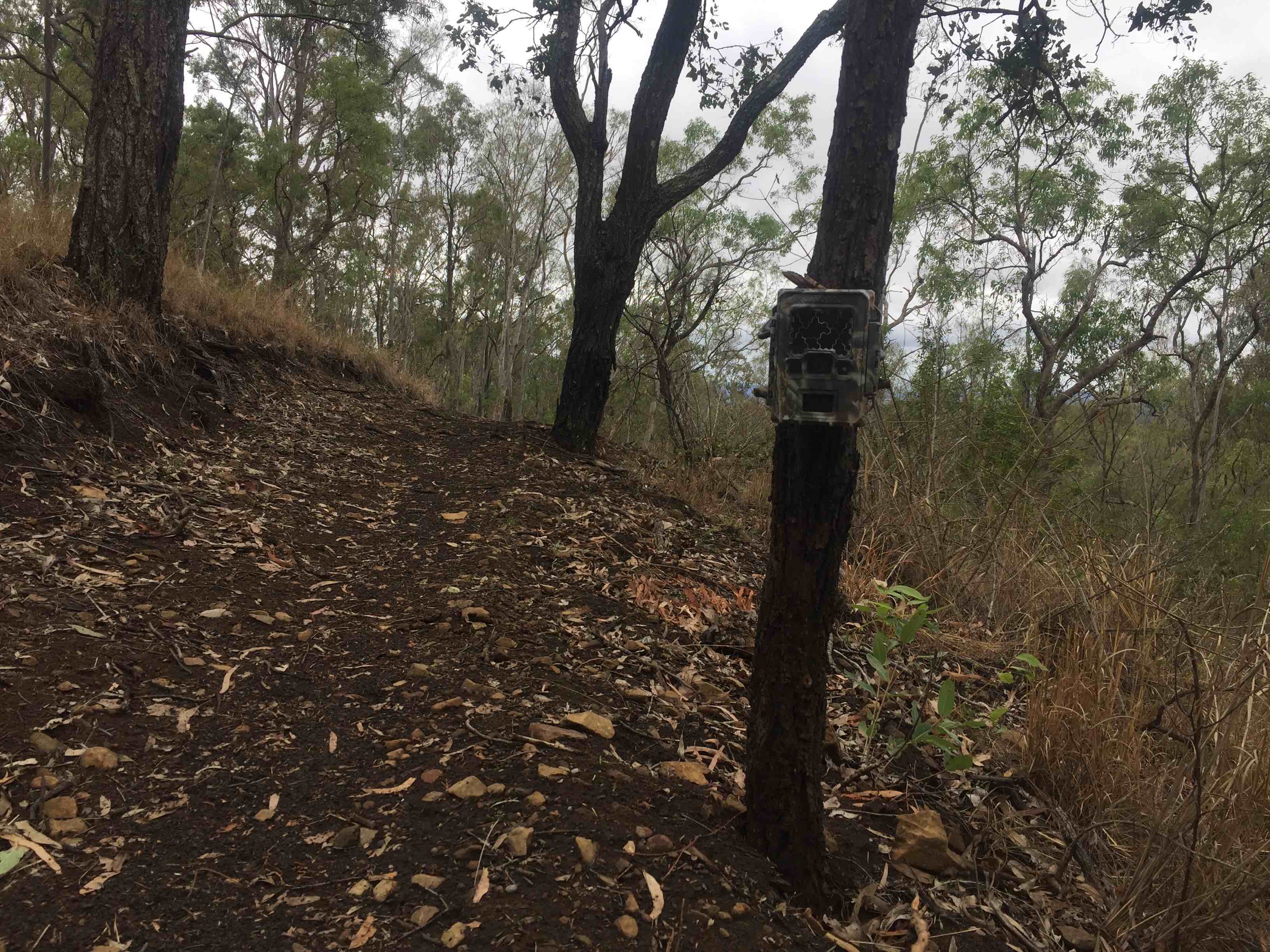 Camera trap on a tree