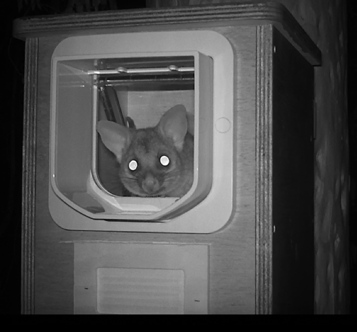 Possum poking head out of a nestbox