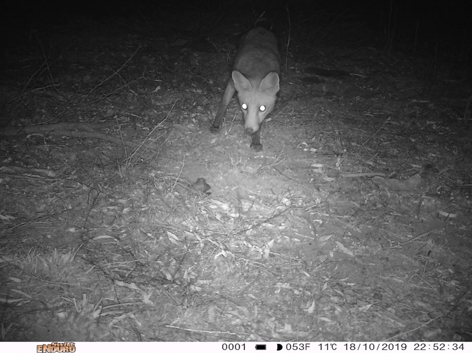 Fox investigating an ejector