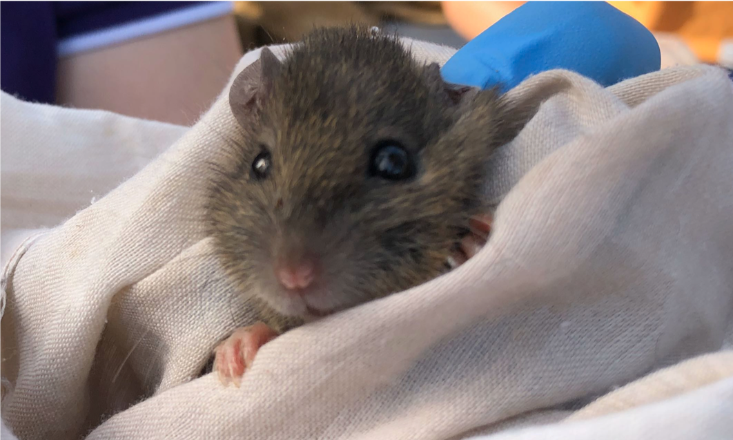 An eastern chestnut mouse in the hand