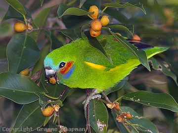 Photo of Coxen's Fig-Parrot
