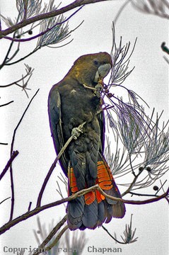 Image of Glossy black-cockatoo