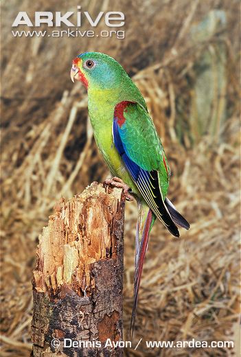 Image of Swift parrot