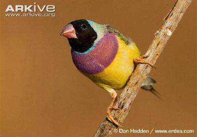 Image of Gouldian Finch
