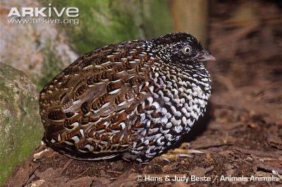 Image of Black-breasted button quail