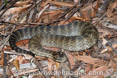 Image of Common death adder