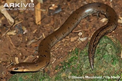 Image of  Three-toed snake-tooth skink