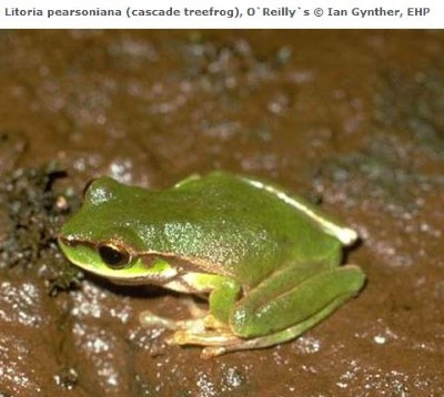 Image of Cascade tree frog