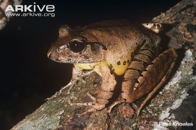 Image of Fleay's barred frog