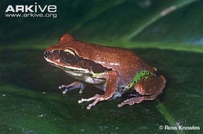Image of Green thighed frog