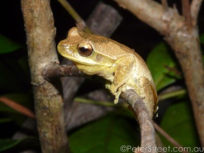 Image of Whirring tree frog