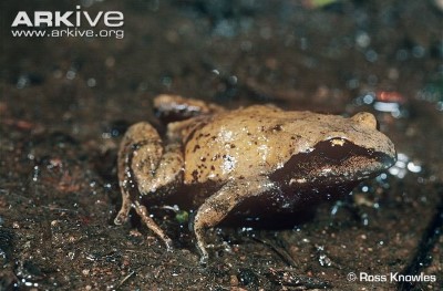 Image of Loveridge's frog