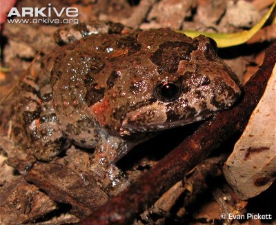 Image of Tushed frog