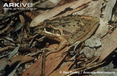 Image of Wallum rocket frog