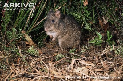 Image of Long-nosed potoroo