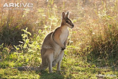 Image of bridled nailtail wallaby