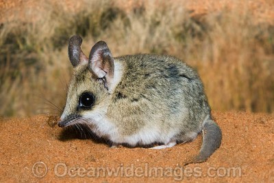 Image of Fat-tailed dunnart