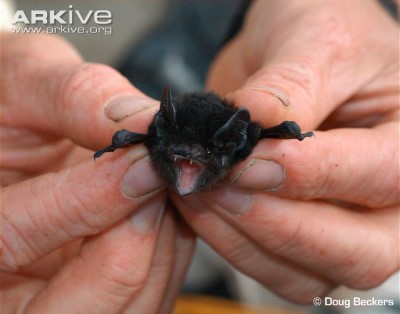 Image of Large-eared pied bat