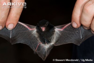 Image of Little pied bat