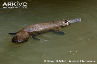 Image of Platypus