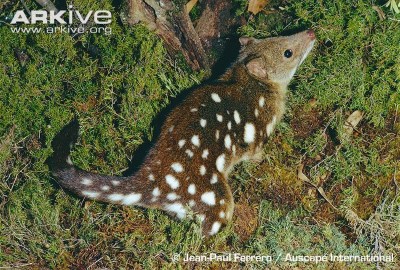 Image of Spotted-tailed quoll