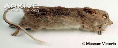 Image of White-footed rabbit-rat