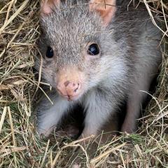 Rufous bettong (Aepyprymnus rufescens)