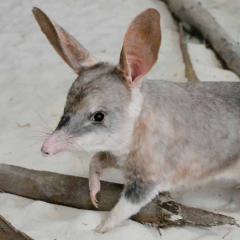 Bilby at HV