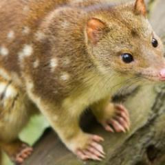 Spotted tail quoll
