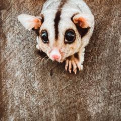 Pip the Mahogany Glider