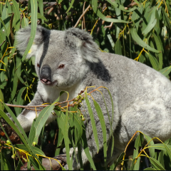 A koala in a tree