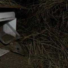 Bandicoot exiting a nestbox