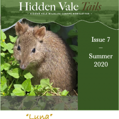 Hidden Vale Tales Issue 7 Summer 2020